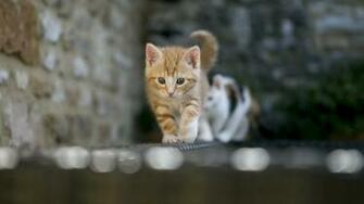 Lol Cat Wallpaper Image