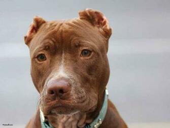 HD Wallpaper Pitbull Dog