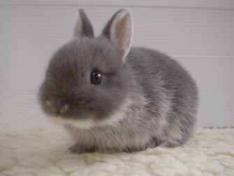 Cute Bunny Pictures Funny Photos Mages Gallery