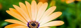 Pleasant Dual Screen Nature And Spring Wallpaper Multy Shades