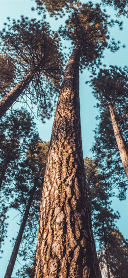 Tree iPhone Wallpaper