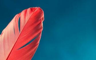 Red Feather Wallpaper Stock Photos
