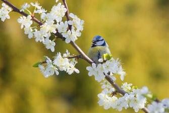 Tit Wallpaper Live Image Pc Guoguiyan