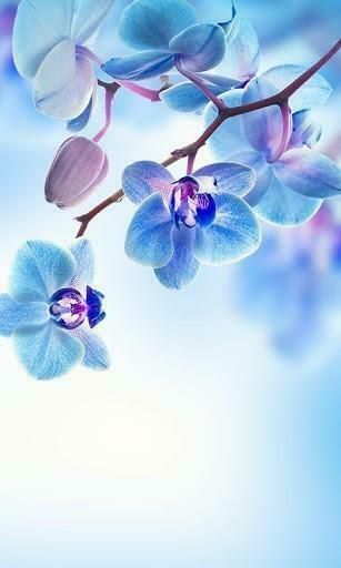 Fiori Di Primavera Sfondo App Per Android