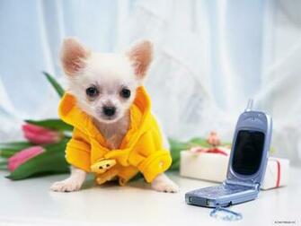 Wallpaper Animal Chihuahua