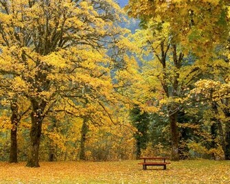 Fall Color Autumn Wallpaper No Desktop