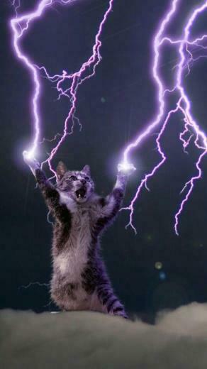 All Hail The Lightning God Cat A Nice Phone Wallpaper In
