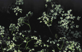 Dark Floral Background Wallpaper