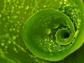 Green Flower Covered With Water Drops Wallpaper