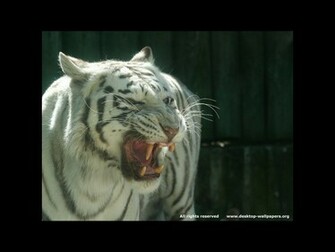 Tiger Wallpaper Bengal White