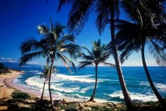 Caribbean Palms Postcard Wallpaper
