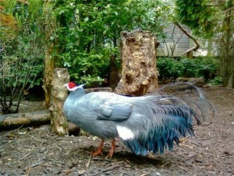 Blue Eared Pheasant Bird Wallpaper