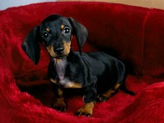 Dachshund Dogs Wallpaper