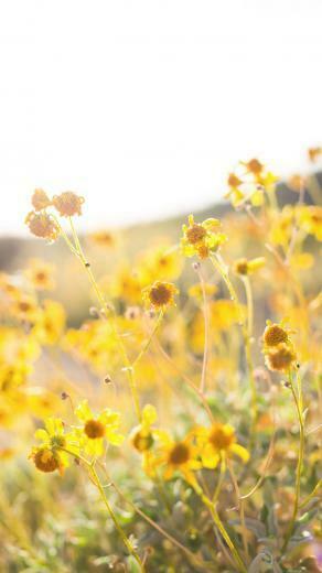Floral iPhone Plus Wallpaper For A Sunny Spring Preppy