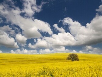 Grassland Wallpaper