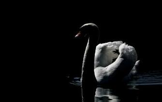 Black Swan Bird Wallpaper Pixshark Image