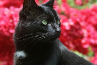 Black Cat On A Background Of Pink Flowers Wallpaper And Image