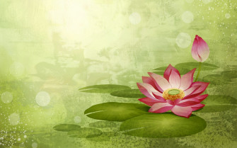 Lotus Wallpaper
