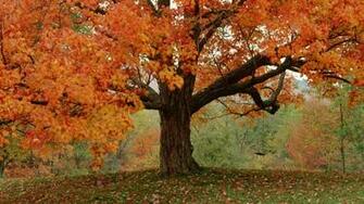 Autumn Trees Wallpaper