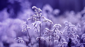Best Of Lavender Wallpaper For Desktop