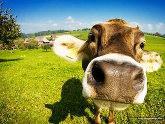 Cow Wallpaper Just Good Vibe