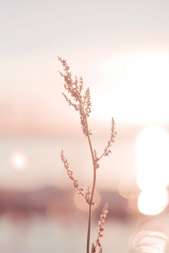 Radiance Rose Gold Wallpaper iPhone