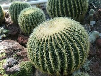 Desert Cactus HD Wallpaper