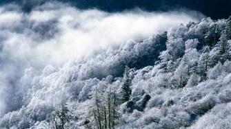 Forest Scene Wallpaper Snowy