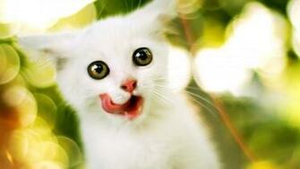 White Kitten Licking Widescreen 1920x Origheight In