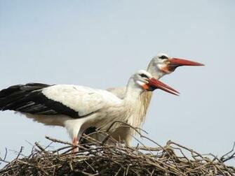 Stork Wallpaper