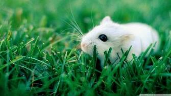 White Mouse Wallpaper Wallpoper