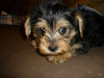 Maltese Yorkie Mix Desktop Background Dogbreedswallpaper
