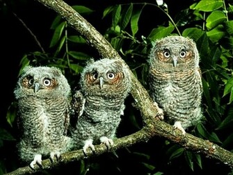 Owl Wallpaper Animal Literature