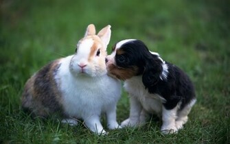 Animal Wallpaper HD Animals Collection