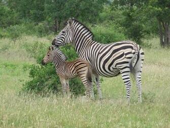 Baby Zebra Pictures HD Wallpaper Pretty
