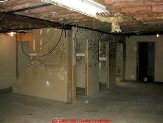 What Does Indoor Mold Look Like Black Spores In The Home