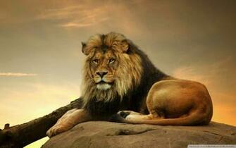 Big Lion On Stone Phone Wallpaper By Kindrakay