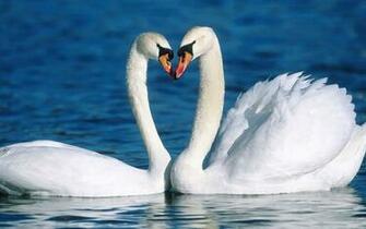 Place For HD Wallpaper Desktop Swan
