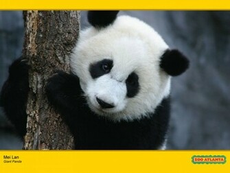 High Definition Wallpaper Photo Baby Html