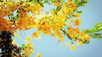 Yellow Flowers Wallpaper