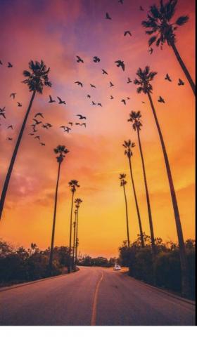Beautiful Sunset Christmas Tree Wallpaper Nature iPhone