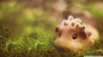 Baby Pigs Wallpaper