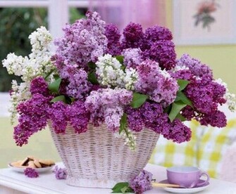 Lilac Wallpaper HD Pw