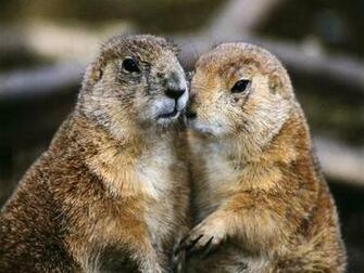 Groundhog Wallpaper