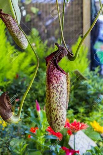 Best Closeup Of Nepenthes With Blurred Wallpaper Image