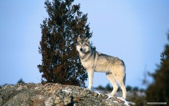 Wallpaper Pictures Wolf Fantasy Of Wolves