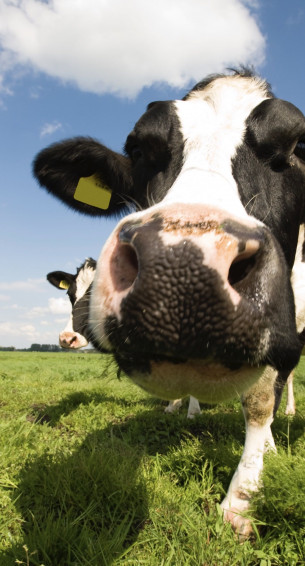 Cow iPhone Wallpaper