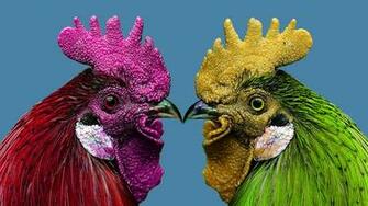 Cdc Warns Against Dressing Up Chickens For Halloween Good Day