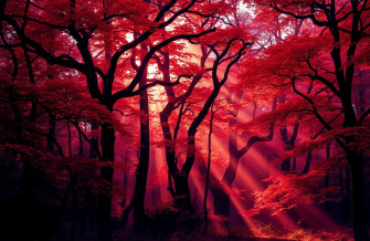 Red Forest Wallpaper