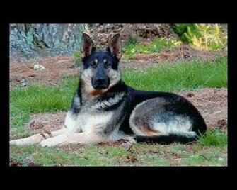 German Shepherd Screensaver The Window